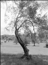 polly nash; windswept; olive tree One Tree Hill domain