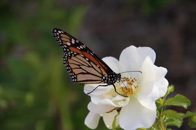 Michael Crake;Monarch on a rose.;Butterfly feeding in Rosedale, Albany 2010