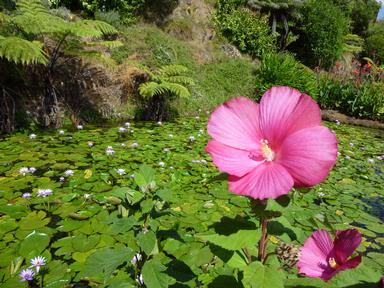 Rosemarie Driver; Hibiscus on a Lily Pond