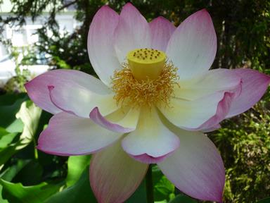 Rosemarie Driver;Lotus Flower; At the Lily Gardens