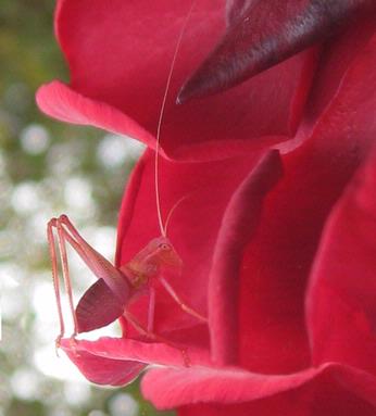 phil and yvonne morton; into the dark heart;Can grasshoppers really be pink?  This tiny (1 cm) creature was spotted while we were admiring the roses in a friend's garden in Remuera