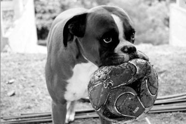 Sarah Knight; Puppy Eyes; Sniper the boxer always wants to play.