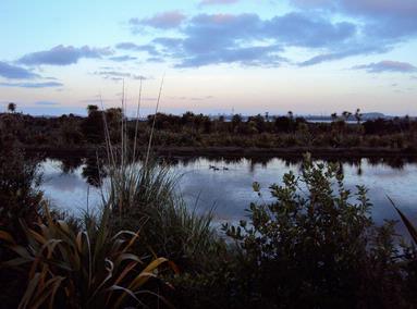 Jenny Jeffries;Late Spring Evening Te Atatu; I went for a wander in the pink light along the waterfront in Te Atatu