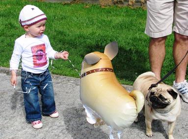 Jerry Zinn; This aint no pug!; Pug was bewildered by this toy look alike.