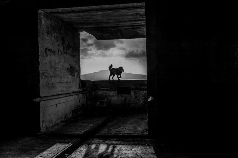 Antony Eley;Dog Box;A pooch out enjoying his morning walk takes a peek into the tunnels on North Head in Devonport