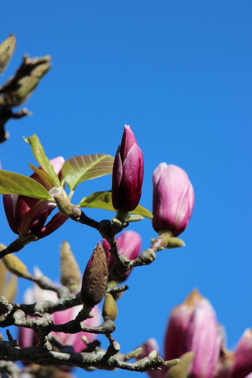 Leigh Burrell;Magnolia #3;Sky blue and flower crimson