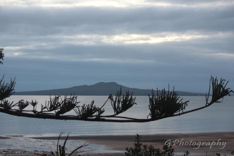 Glenda Harris; Rangitoto on a branch; Spotted this angle at Murrays Bay