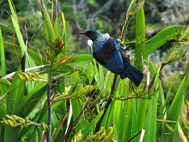 Joan Kirk; New Zealand native Tui; Taken on Waiheke the light was perfect for the colours.