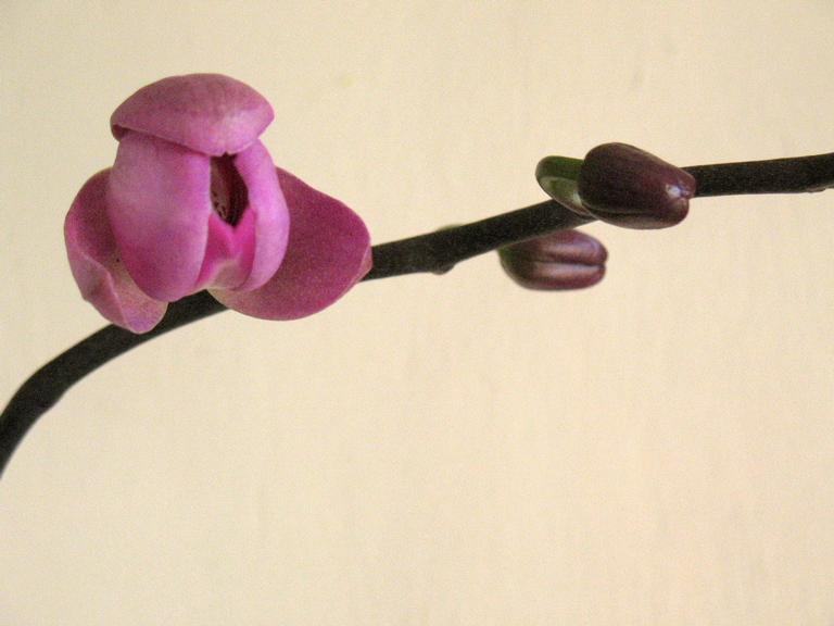 Stuart Weekes; Stages of remarkable growth; Orchid sequence 1