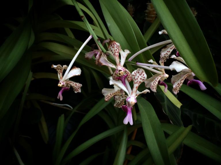 Tisha Carter;orchids;wintergarden, auckland domain