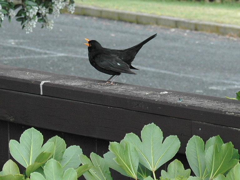 Stuart Weekes;summer arriving on the island;a blackbird declaring his territory