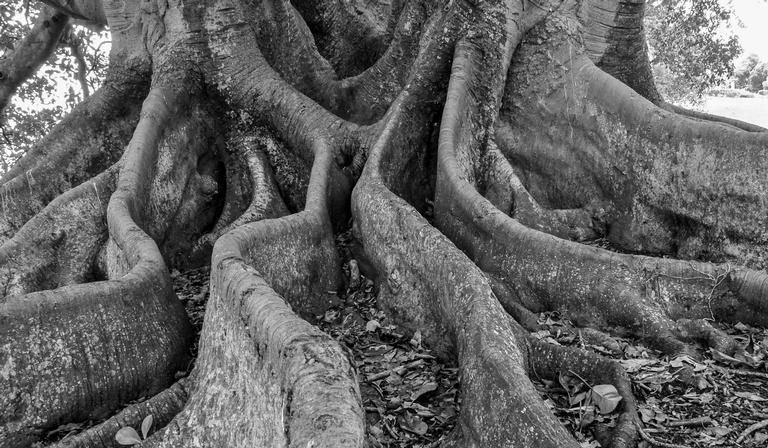 Mary Hutchinson; Roots; Cornwall Park