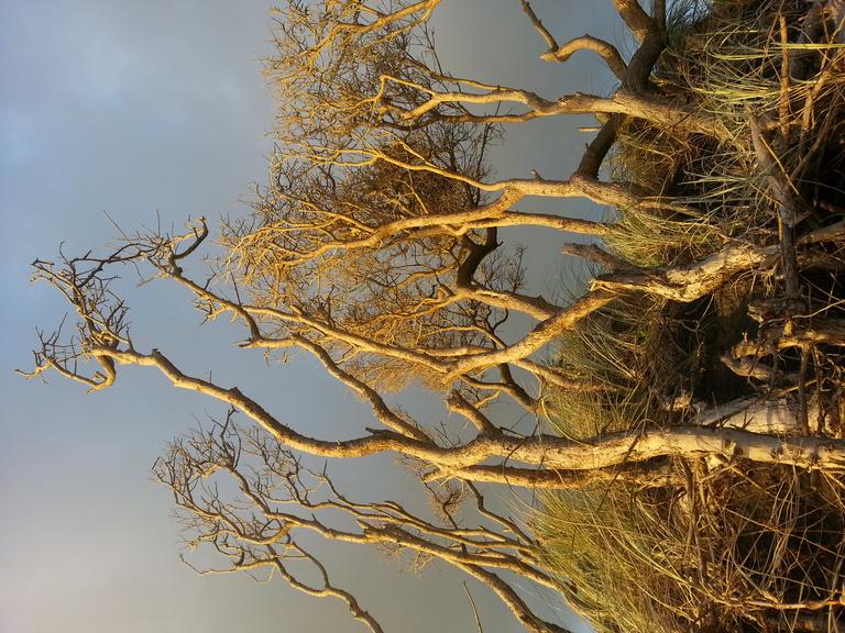 Dan marrow;ghostly trees