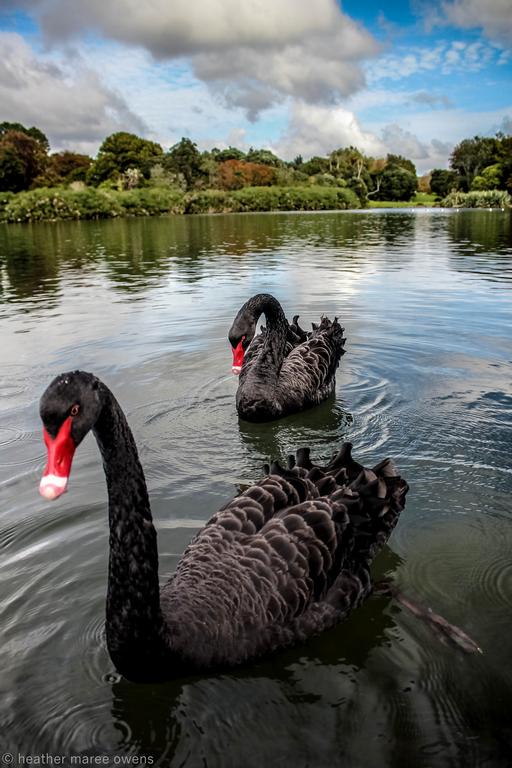 Heather Maree Owens;Glide time;Black swans graceful gliding on Western springs lake