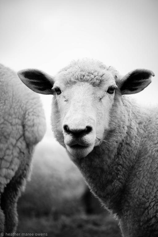 Heather Maree Owens;Portrait of ewe;theres more to Auckland than city :)