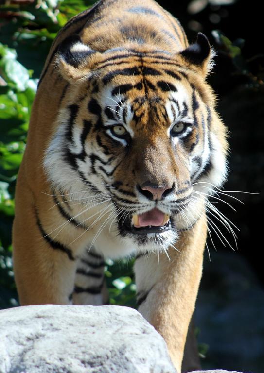 susanne wichmann; A Day in Auckland Zoo; Tiger