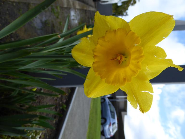 Helen Wong;First sign of Spring is;A yellow Daffodil