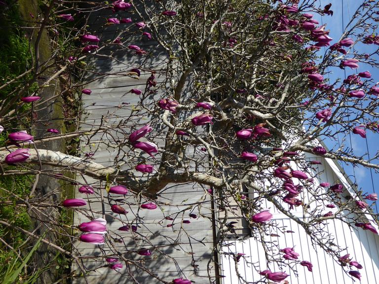 Helen Wong;Suburban magnolia;a sure sign Spring is round the corner