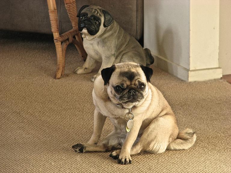 JERRY ZINN.;BELLA (FOREGROUND) AND HER PORCELAIN PUG.;OLD FRIENDS.