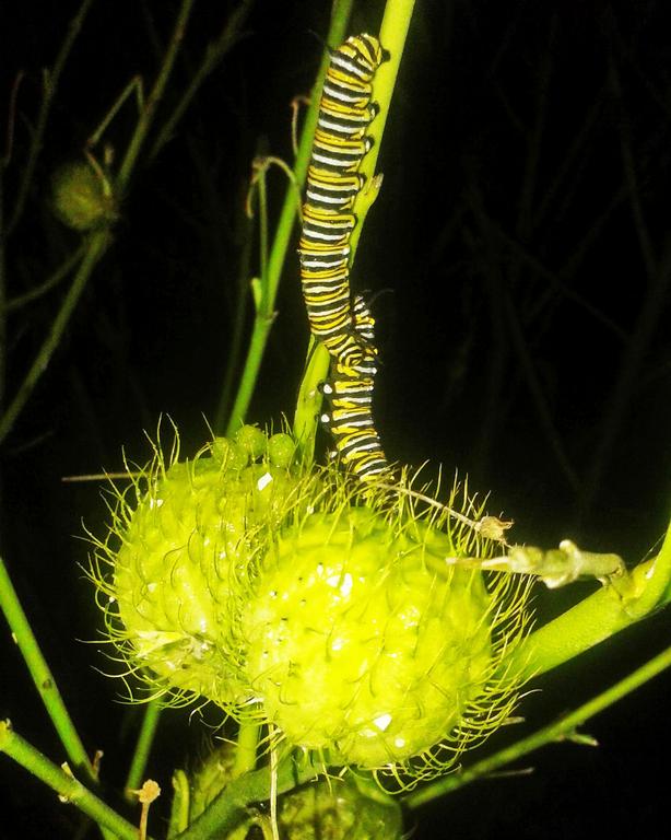 Bryna Foster;caterpillar;kingsland