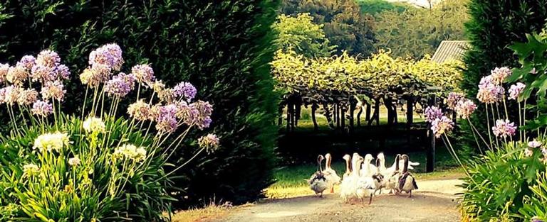 Janesh; Following Ducks; Ducks running back in farm
