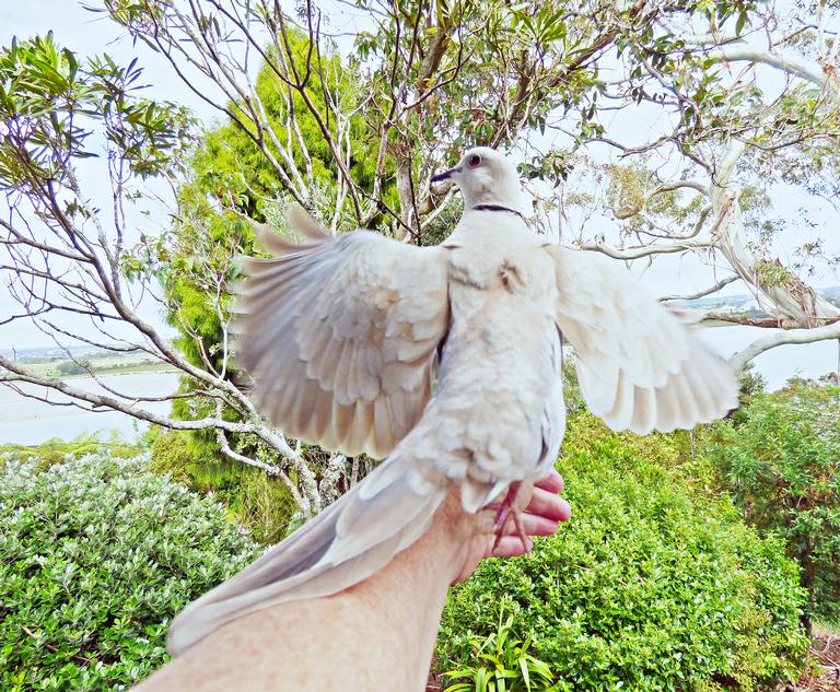 Kerri Walker; PeaceDove; Random dove flew in and landed on me