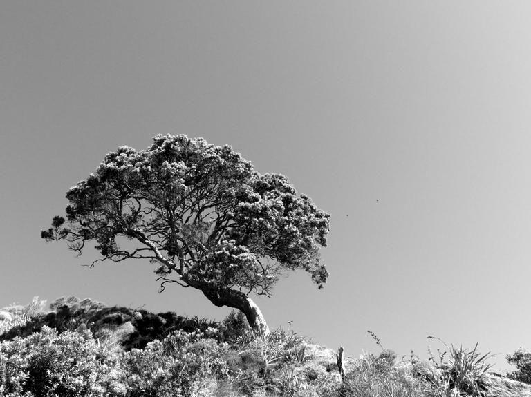 Mirjam van Sabben;Large Tree;Taken at Tawharanui Regional Park