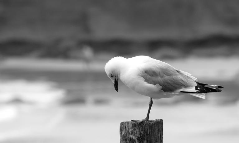 Mirjam van Sabben;One Footed Seagull;Taken at Tawharanui Regional Park