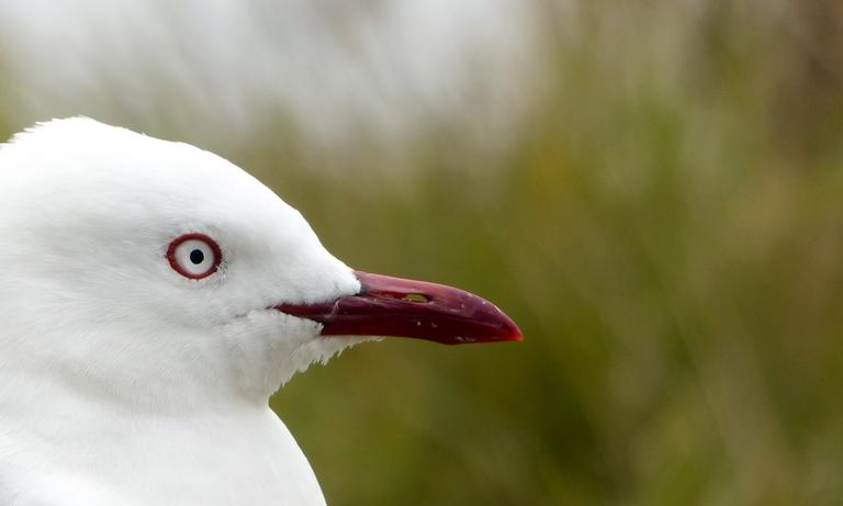 Mirjam van Sabben;Seagull;Taken at Tawharanui Regional Park