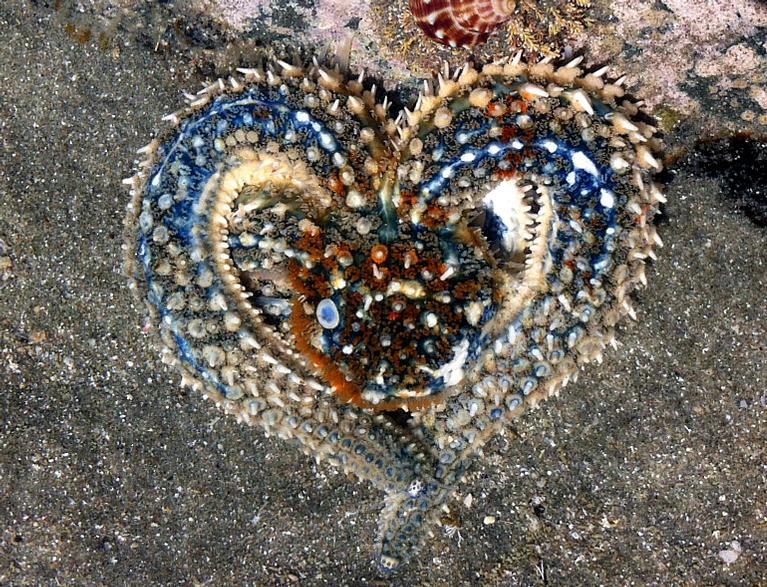 Sofia Gorman; Starfish Heart; This was such a cool thing to see in Waiheke rockpools.
