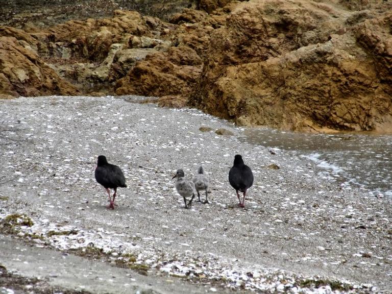 Joan Kirk;The long road home;endangered Oystercatcher chicks with Mum and Dad.