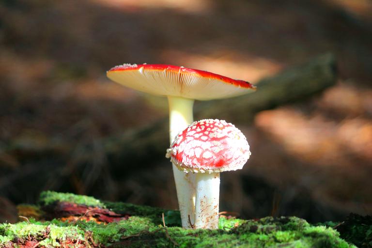 Aaron Stephenson;Forest Gems;Fungi Puhoi Forest Trek