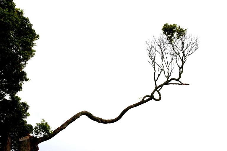 susanne wichmann;Takapuna Tree; the other tree