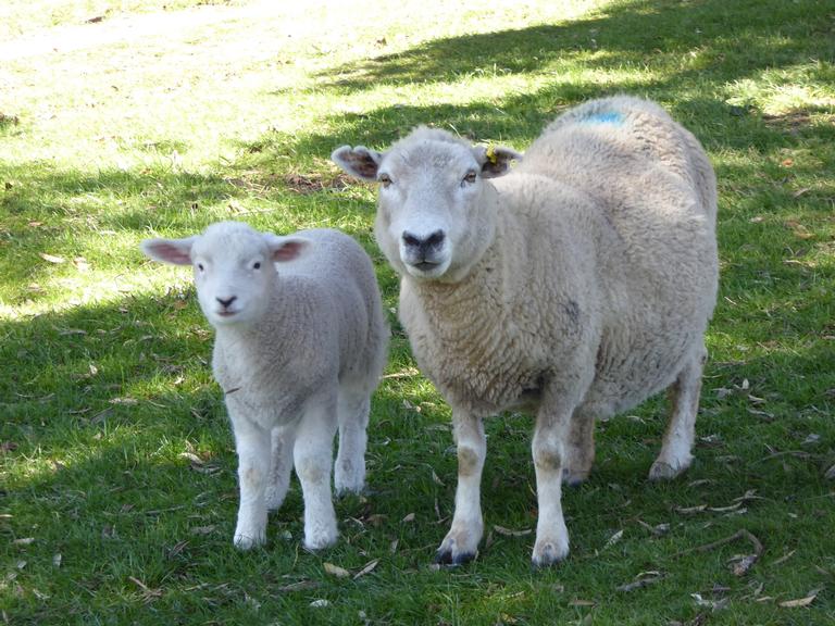 Helen Wong;Spring Lambs;Cornwall Park