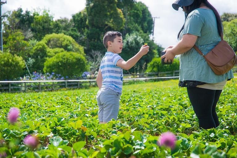 Ola Vala;New season ;Caihro (6) helps his aunty pick fresh strawberries at Clevedon Strawberries, Clevedon, Auckland on 30 December 2016. Photo by Ola Vala