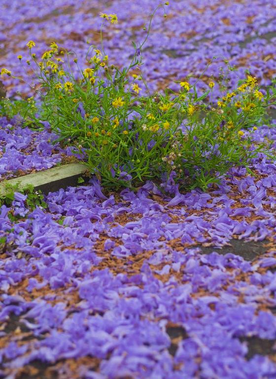 Paul Craze; Purple Carpet; Flowers from Jacaranda tree carpet an Auckland street.