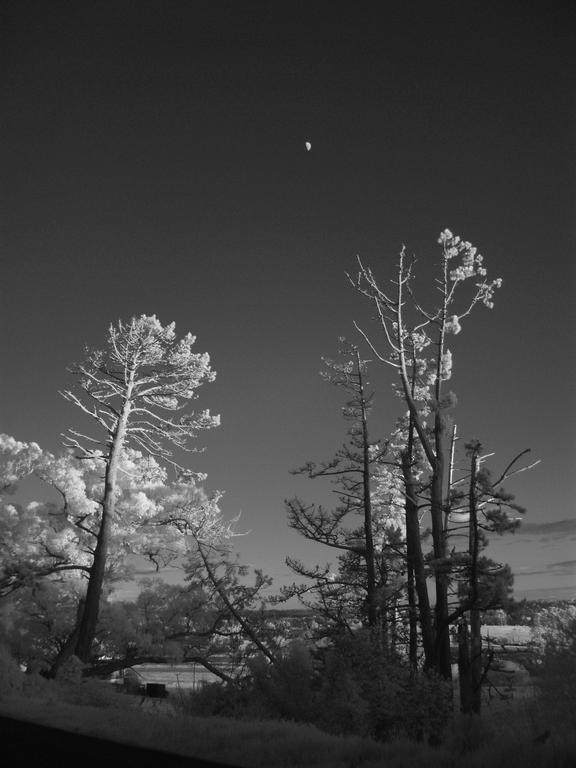 Aaron Kang; Moon and trees;Hobsonville