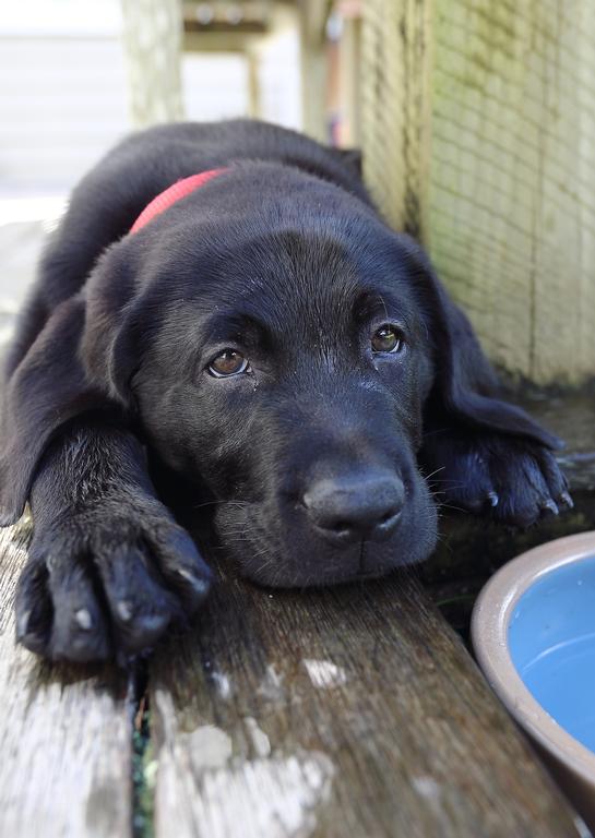  It's exhausting being a baby guide dog