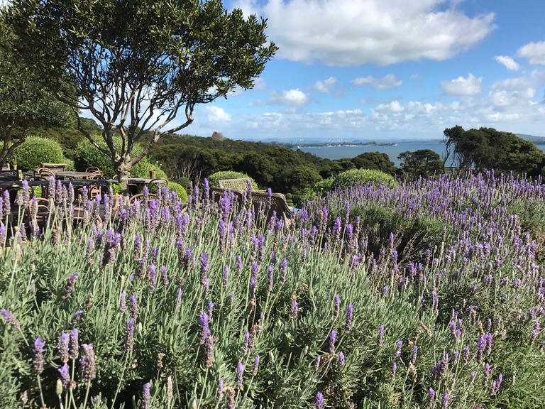 Zoe;Purple Fields; Mudbrick Vineyard, Waiheke Island