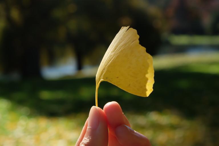 Mylene Villafuerte;Tiny Leaf;This photo represents how I enjoy walking around Auckland, with all the Autumn leaves falling around.