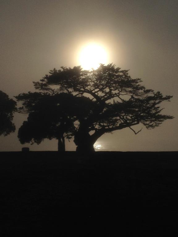 Sam Harris; Tree on Foggy Morning; Balmain Reserve, Cheltenham