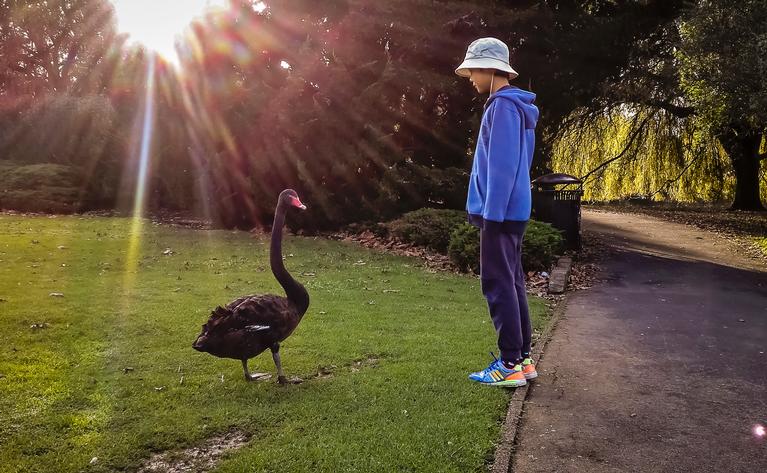 my son standing face to face with a swan and it seems they have some communication.