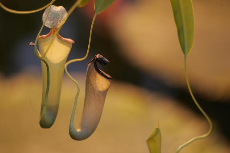Aaron Kang;Nepenthes flower;Auckland Domain Winter gardens