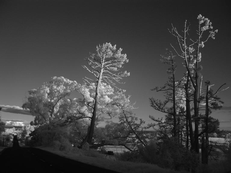 Aaron Kang;Trig Rd. And trees; West Harbour (IR)