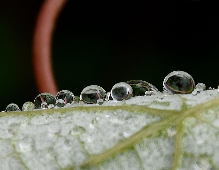 macro water droplets