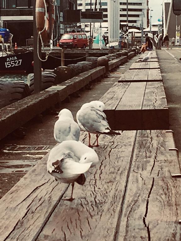  Birds on North Wharf