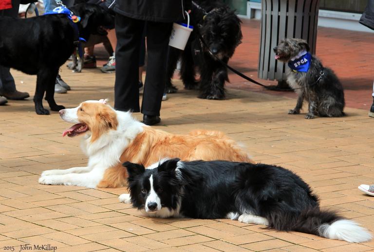 John McKillop; Why are we waiting?; Getting ready for Auckland's Annual Animal Blessing Parade.