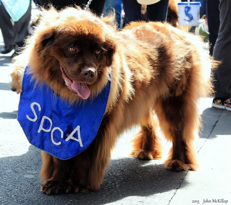 John McKillop; I support the SPCA!!; Auckland's Annual Animal Blessing Parade.