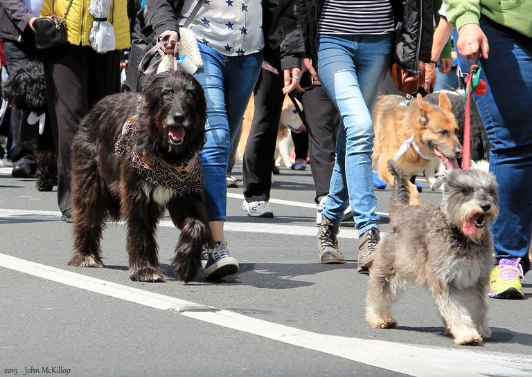  Auckland's Annual Animal Blessing Parade