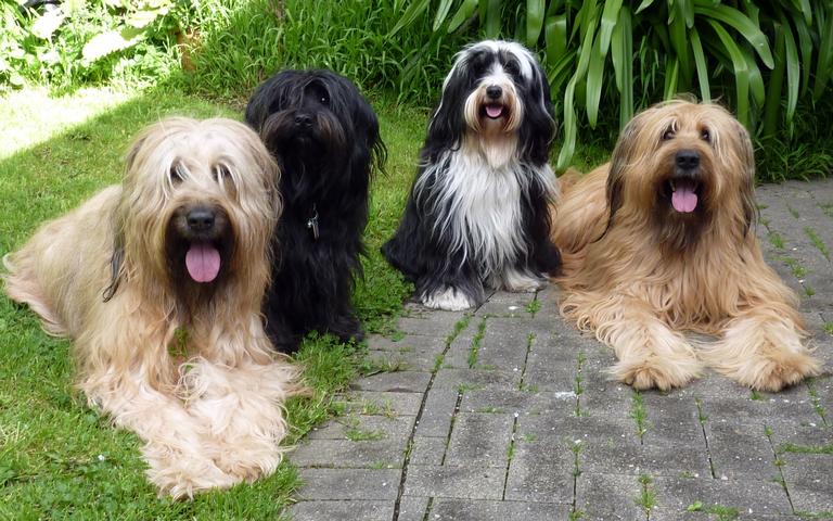  Briards and Tibetan Terriers